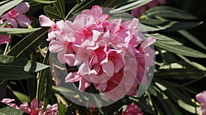 Nerium Oleander tree flowers