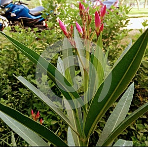 Nerium plant rare image from India please download