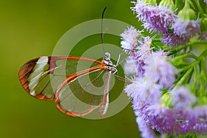 Nero Glasswing, Greta nero, Close-up of transparent glass wing butterfly on green leaves, scene from tropical forest, Belize, rest photo