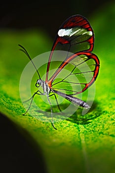 Nero Glasswing, Greta nero, Close-up of transparent glass wing butterfly on green leaves, scene from tropical forest, Costa Rica,