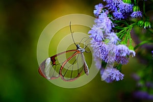 Nero Glasswing, Greta nero, Close-up of transparent glass wing butterfly on green leaves, scene from tropical forest, Costa Rica, photo