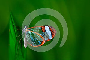 Nero Glasswing, Greta nero, Close-up of transparent glass wing butterfly on green leaves, scene from tropical forest, Costa Rica,