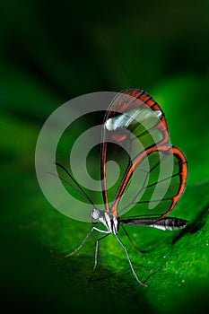 Nero Glasswing, Greta nero, Close-up of transparent glass wing butterfly on green leaves, scene from tropical forest, Costa Rica, photo