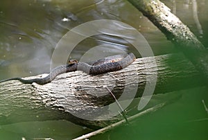 Nerodia Banded Watersnake on log over water at Phinizy Swamp Nature Park, Georgia