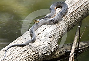 Nerodia Banded Watersnake on log over water at Phinizy Swamp Nature Park, Georgia