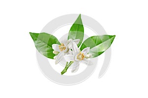 Neroli blossom branch with white flowers, buds and leaves isolated on white