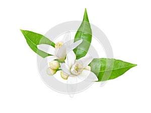 Neroli blossom isolated on white