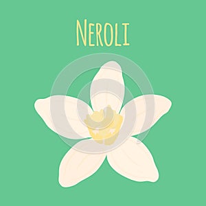Neroli flower, oil plant, essential cosmetics. Vector illustration