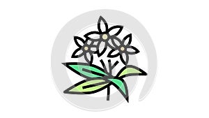 neroli flowers aromatherapy color icon animation