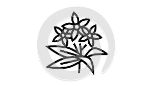 neroli flowers aromatherapy line icon animation