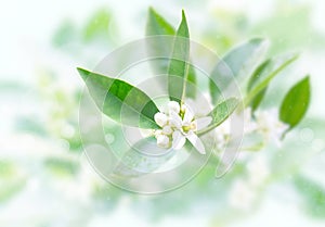 Neroli flowers and buds after spring rain on the blurred garden background. Azahar blossom