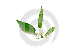 Neroli flowers and buds after spring rain isolated on white. Azahar blossom photo