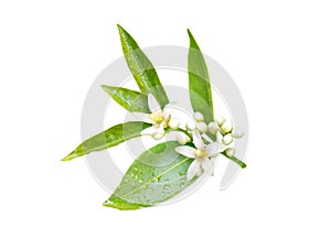 Neroli flowers isolated on white