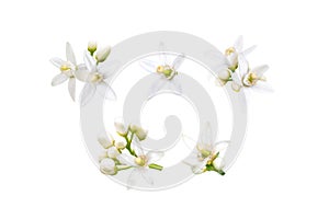 Neroli flowers set isolated on white