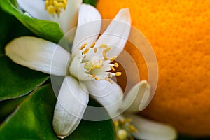 Neroli. Green bright orange tree leaves and orange flower neroli with raindrops, dew background