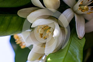 Neroli. Green bright orange tree leaves and orange flower neroli with raindrops, dew background