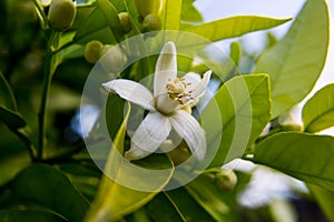 Neroli. Green bright orange tree leaves and orange flower neroli with raindrops, dew background