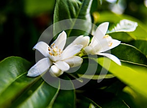 Neroli. Green bright orange tree leaves and orange flower neroli with raindrops, dew background