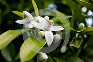 Neroli. Green bright orange tree leaves and orange flower neroli with raindrops, dew background