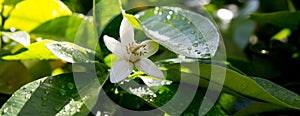 Neroli. Green bright orange tree leaves and orange flower neroli with raindrops, dew background