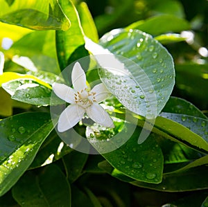 Neroli. Green bright orange tree leaves and orange flower neroli with raindrops, dew background