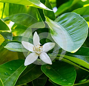 Neroli. Green bright orange tree leaves and orange flower neroli with raindrops, dew background