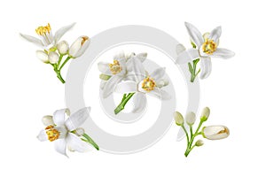Neroli white flowers and buds set isolated on white