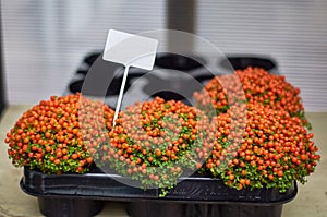 Nertera granadensis bushes in pots are sold in a flower shop. bright orange berries  focus in the foreground  macro