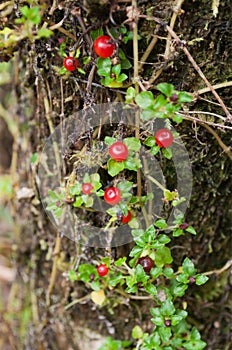 Nertera granadensis on the tree