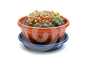 Nertera plant in flowerpot