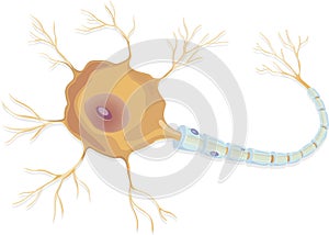 Nerve cell