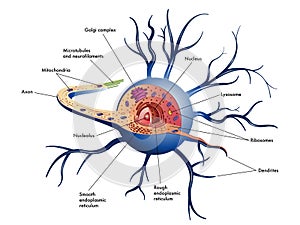 Nerve cell