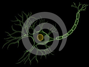 Nerve cell