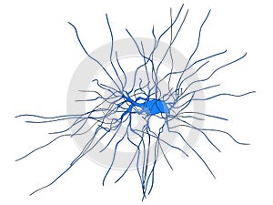 Nerve cell