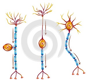 Nerve cell anatomy