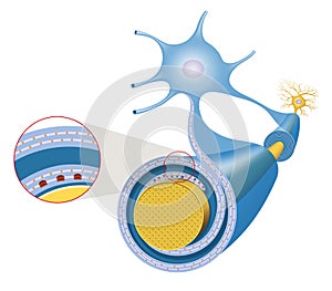 Nerve cell axon and myelin sheath