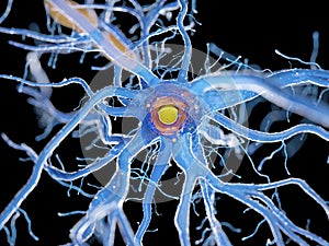 A nerve cell cross-section