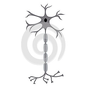 Nerve Cell Neuron