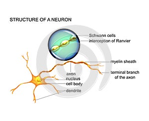 nerve cell structure photo