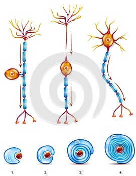 Nerve cell types and myelin sheath