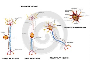 Nerve cell types and organelles