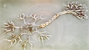 Nerve cell under a microscope as 3D rendering