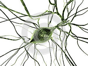 Nerve cells