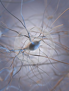 Nerve cells