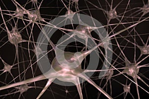 Nerve cells in brain
