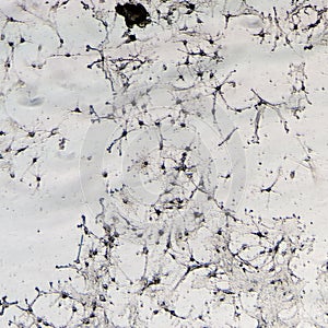 Nerve cells of rat brain