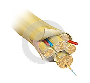 A nerve consists of many structures including axons, glycocalyx, endoneurial fluid, endoneurium, perineurium, and epineurium.