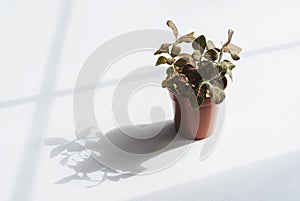 Nerve Fittonia verschaffeltii on pot, PlantHigh key light of Pink Fittonia Nerve Plant in brown pot on white background with