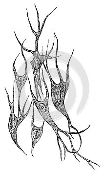 Nerve ganglia cells. Illustration of the 19th century.