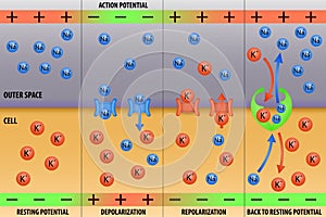 Nerve impulse action potential of neuron